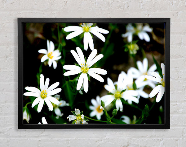 White Garden Daisies