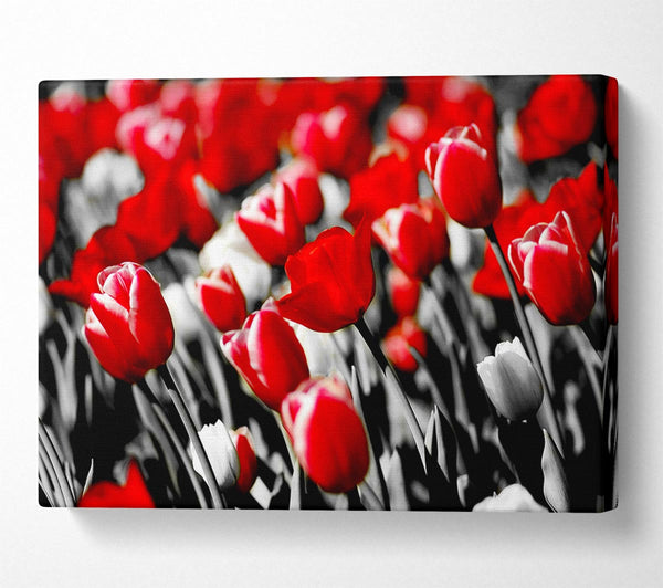 Red Tulips On B n W