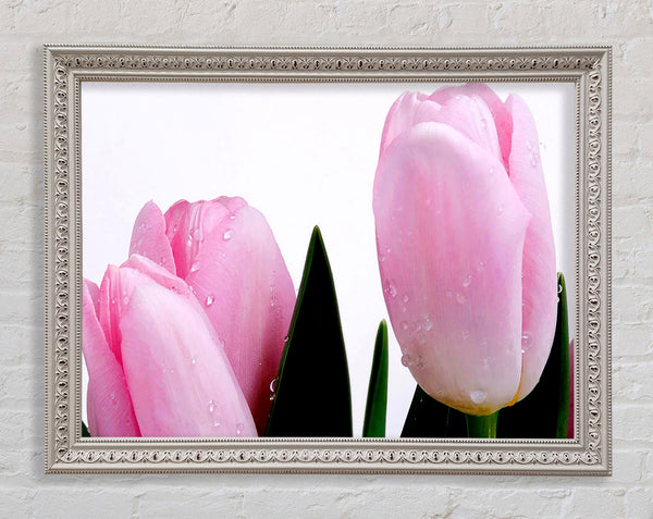 Baby Pink Tulips