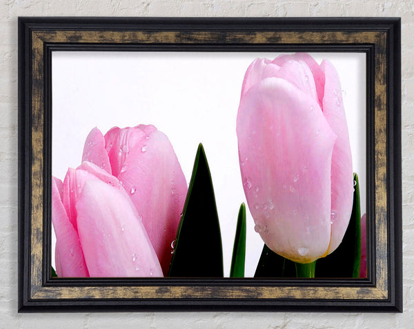 Baby Pink Tulips