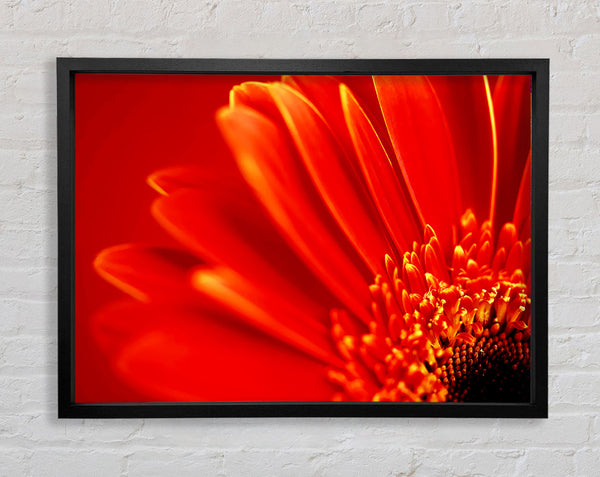 Orange On Orange Gerbera Petals