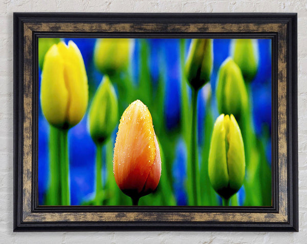 Yellow Tulips In A Blue Field