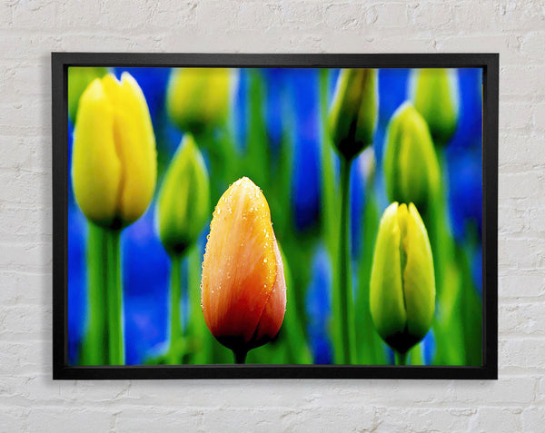 Yellow Tulips In A Blue Field