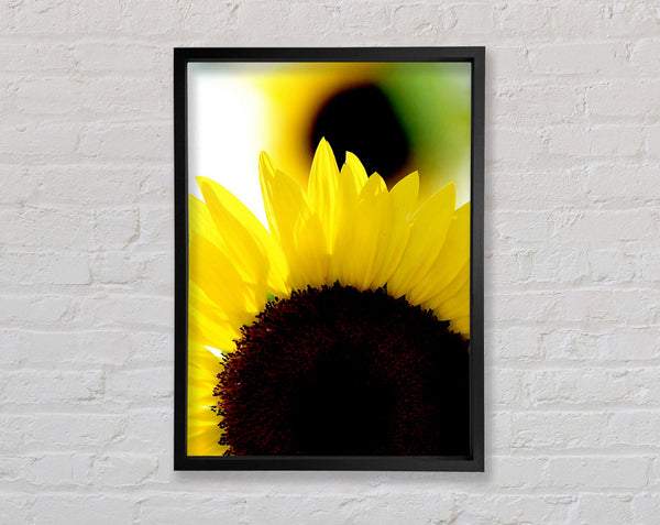 Vibrant Yellow Sunflower