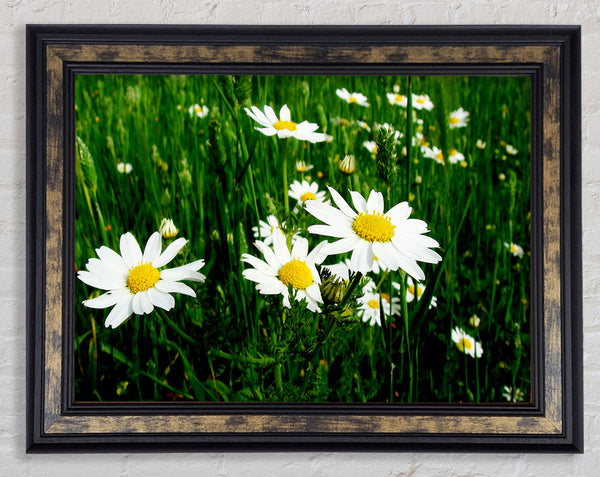 White Daisy Field Amongst The Grass