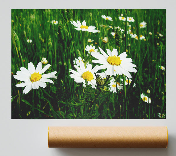 White Daisy Field Amongst The Grass