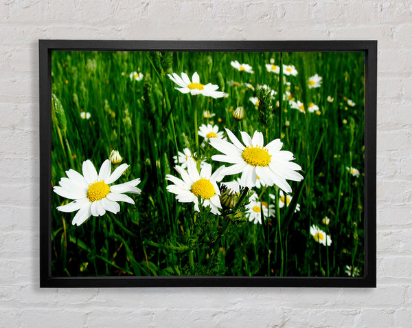 White Daisy Field Amongst The Grass