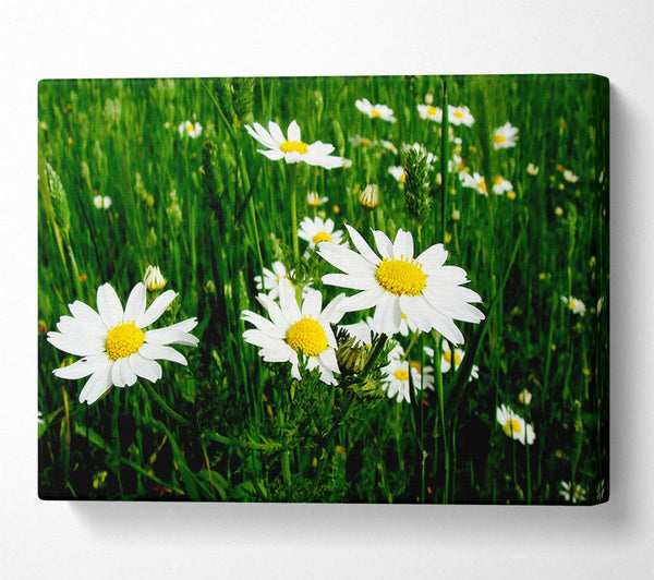 White Daisy Field Amongst The Grass