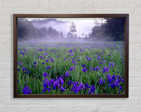 Bluebell Mist