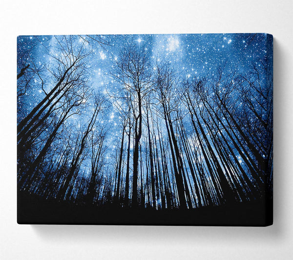 Starry Night In The Forest