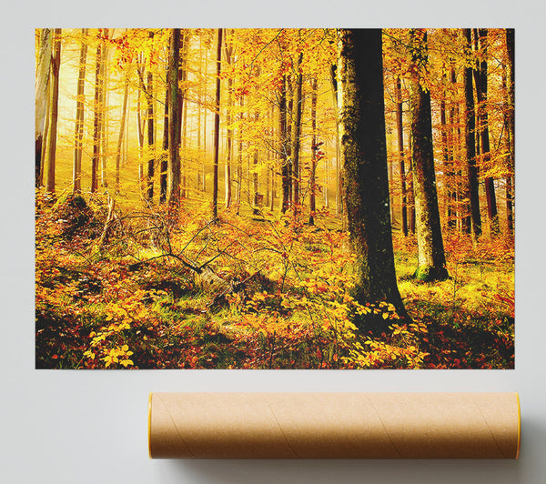 German Forest In Autumn