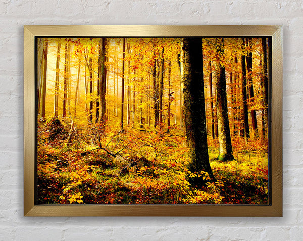 German Forest In Autumn