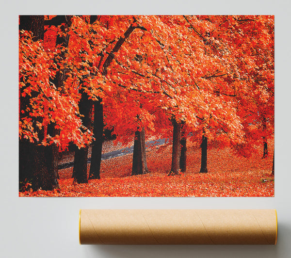 Beautiful Autumn Orange Leaves