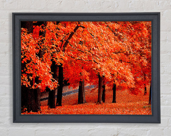 Beautiful Autumn Orange Leaves