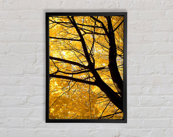 Yellow Autumn Leaves