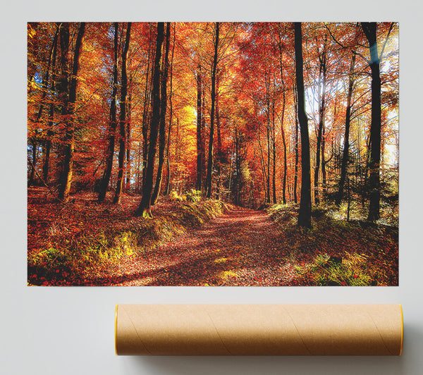 Fall Forest Path