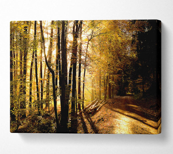 Beautiful Forest Road Autumn