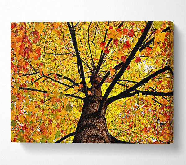 Yellow Autumn Tree