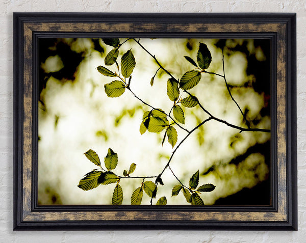 Twigs With Green Leaves