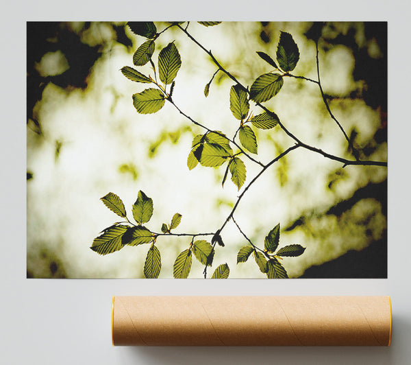 Twigs With Green Leaves