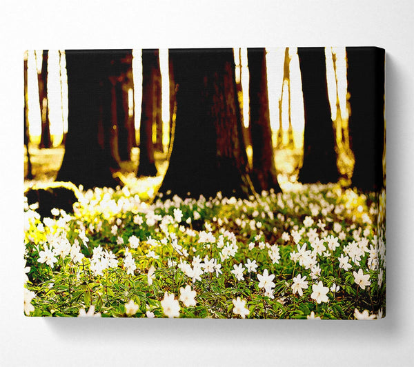 White Forest Flowers