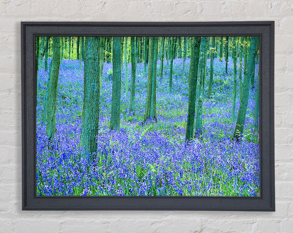 Bluebells In The Forest