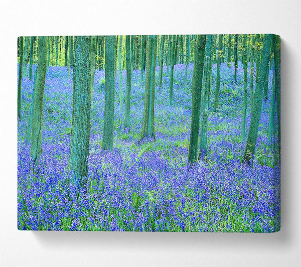 Bluebells In The Forest