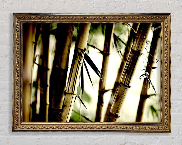 Bamboo Stalks