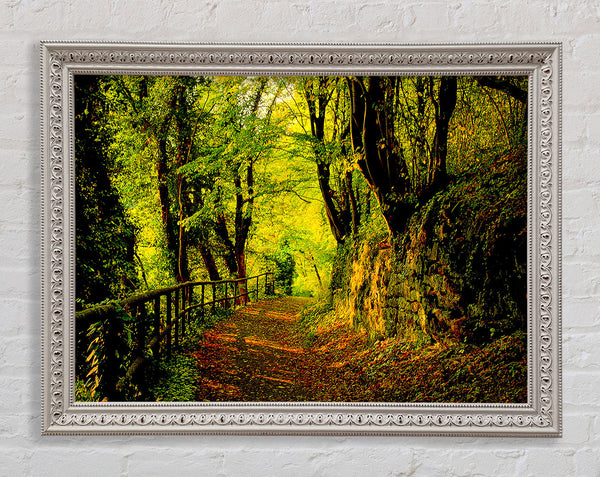 Forest Walking Path