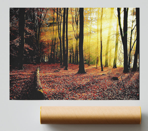 Sunlight Through The Trees In The Forest