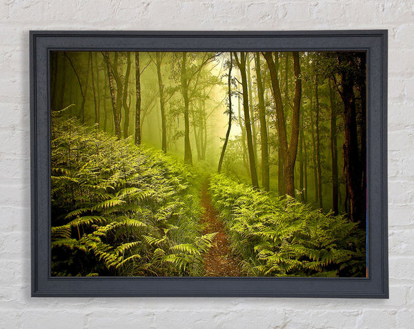 Green Forest Path