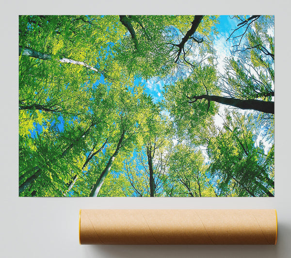 Forest Sky View