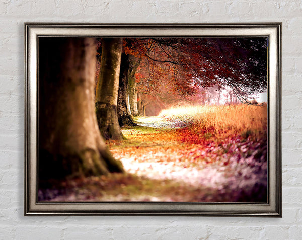 Beech Autumn Trees