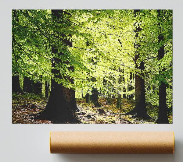 Green Leaves Forest Walk