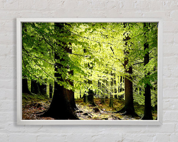 Green Leaves Forest Walk