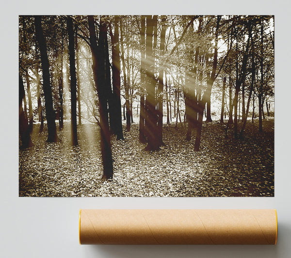 Sun Beams Through The Chocolate Forest