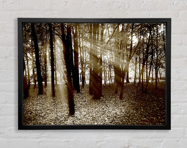 Sun Beams Through The Chocolate Forest