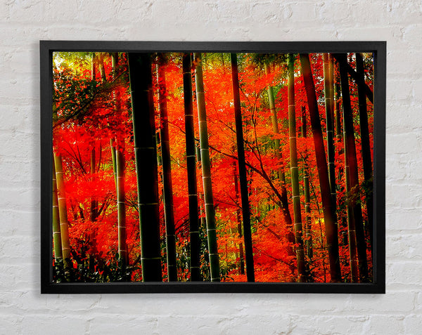 Red Autumn Forest