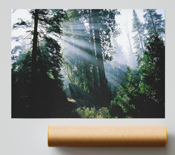 Sunbeams Through The Green Forest