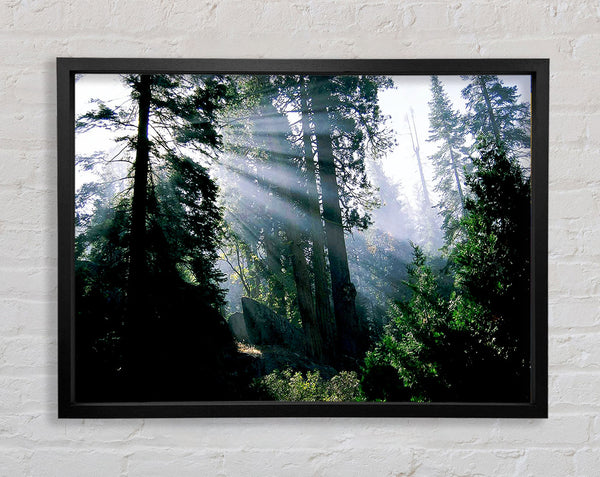 Sunbeams Through The Green Forest