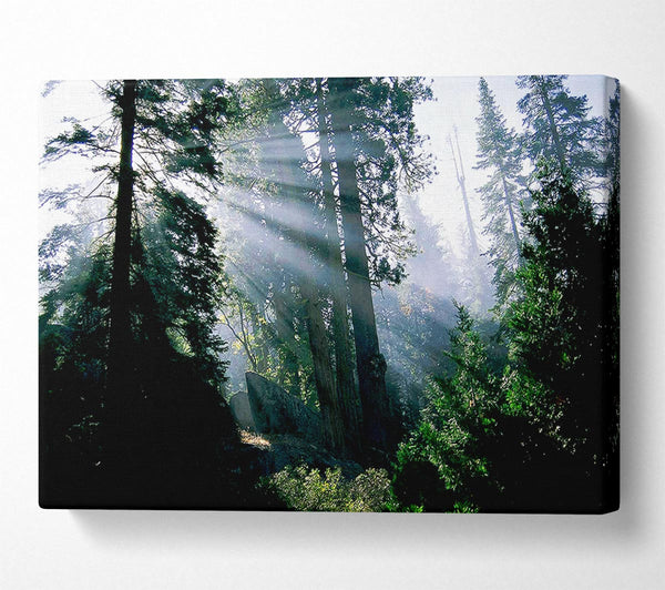 Sunbeams Through The Green Forest