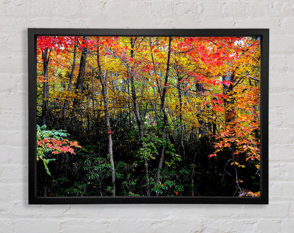 Stunning Colourful Autumn Forest