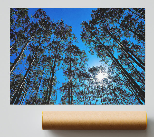 Blue Tree Top Skys