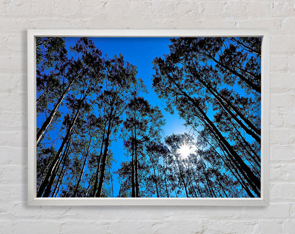 Blue Tree Top Skys