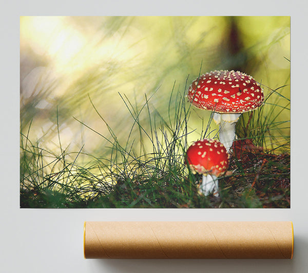 Fly Agaric Mushrooms