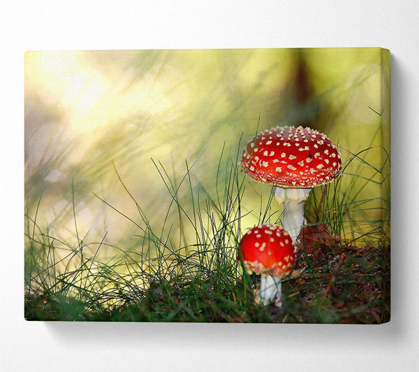 Fly Agaric Mushrooms