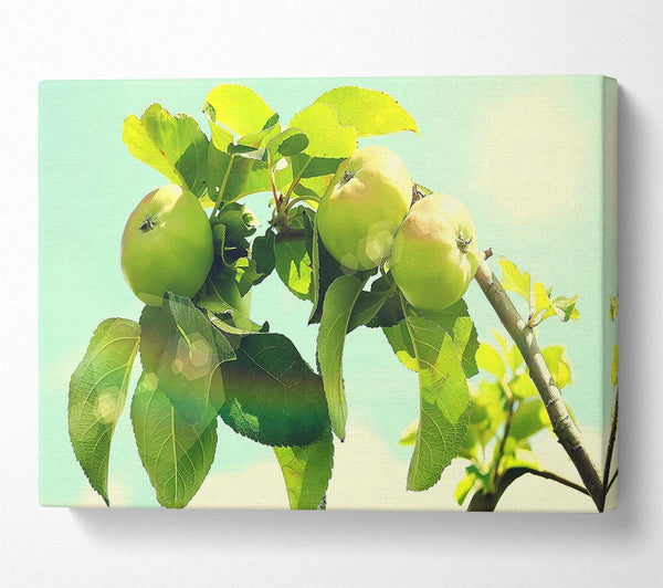 Apple Tree