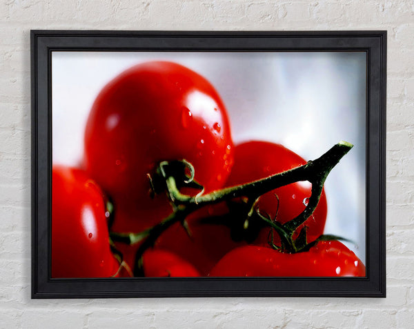 Cherry Tomato Vine