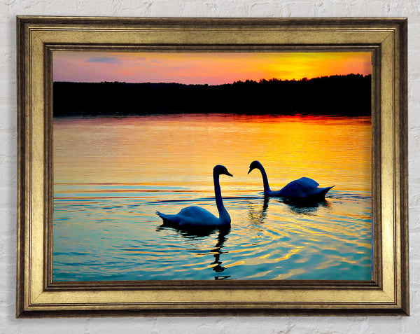 Lake Swans