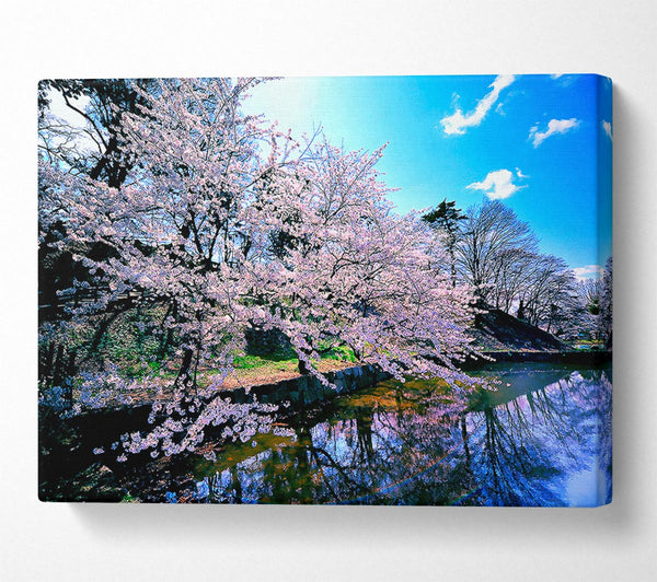 Cherry Blossom Trees